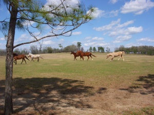 New rescue being accepted into his new family, with lots of galloping