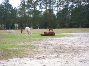 rescued horse feeling grass for the first time in his life! (everyone was in tears)
