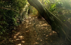 Tranquil Path on Deerfield Island