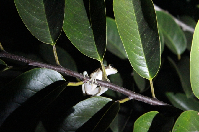 invasive Cuban Tree Frog