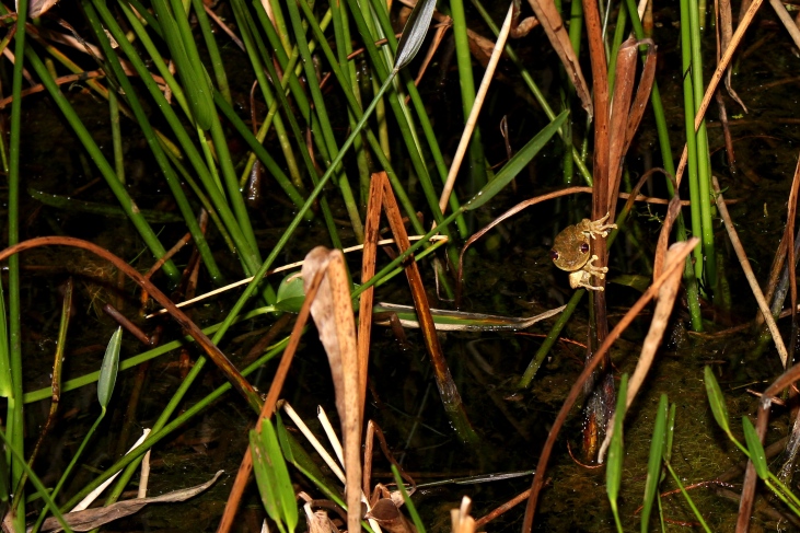 Cuban Tree Frog Hanging out in the reeds
